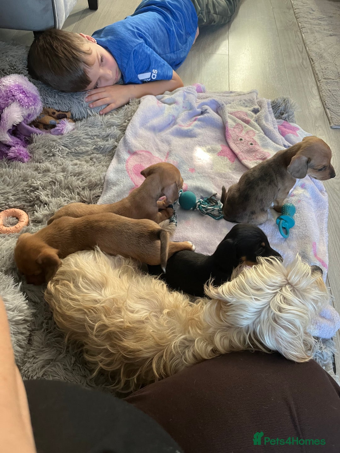 Mixed Breed dogs for sale: Maltese Cross Miniature Dachshund  - Advert 9