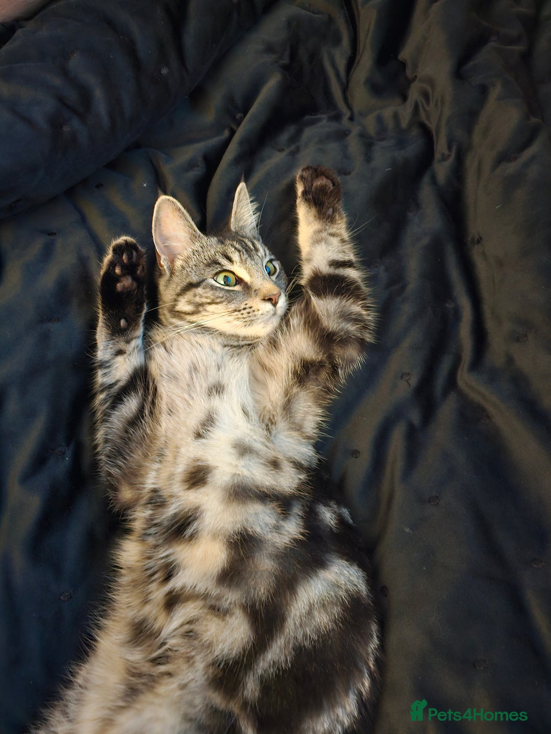 Mixed Breed cats for sale: Loving female needs a forever home - Advert 4