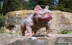 French Bulldog dogs for sale: Stunning French bulldogs  - Image 10