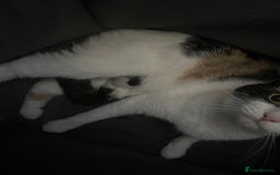 Mixed Breed cats for sale: Beautiful kitten  - Image 5