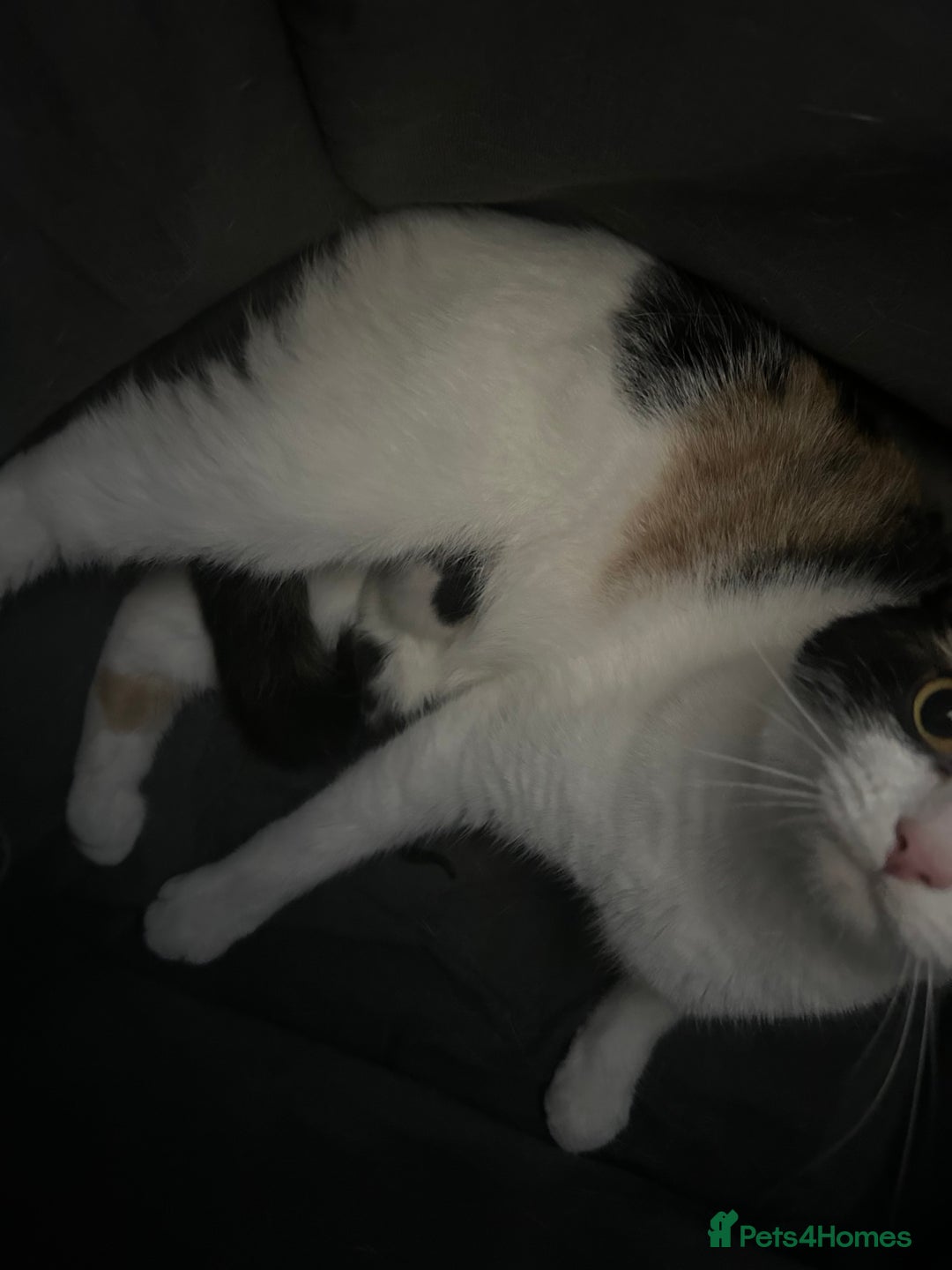 Mixed Breed cats for sale: Beautiful kitten  - Image 5