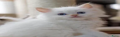 Ragdoll 1