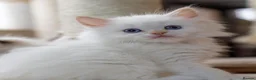 Ragdoll cats for sale: Flame point Ragdoll Kittens - Advert 2