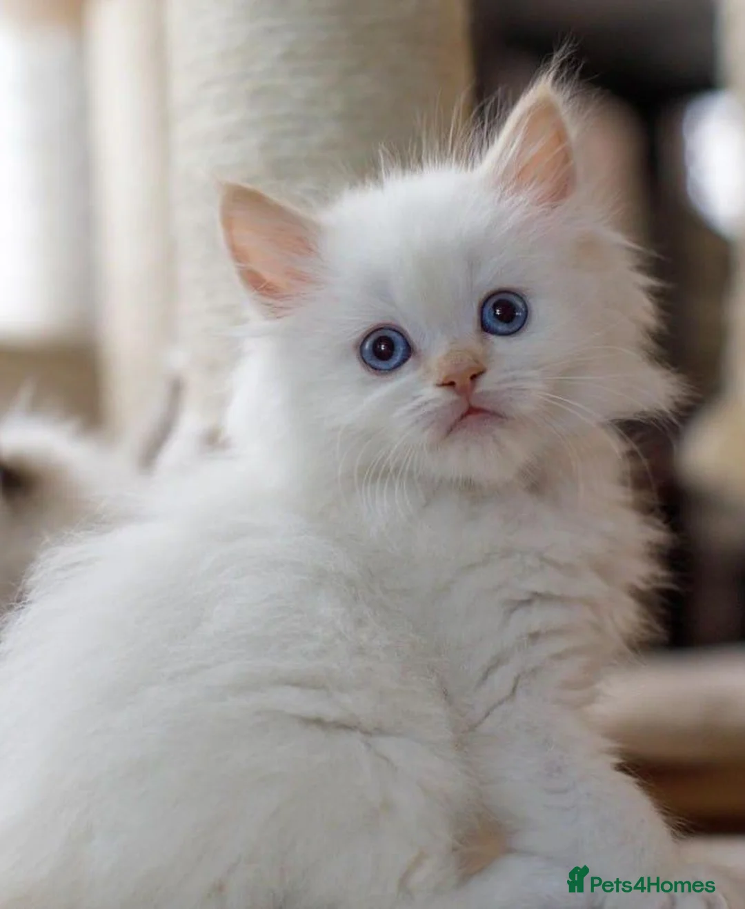 Ragdoll cats for sale: Flame point Ragdoll Kittens - Advert 2
