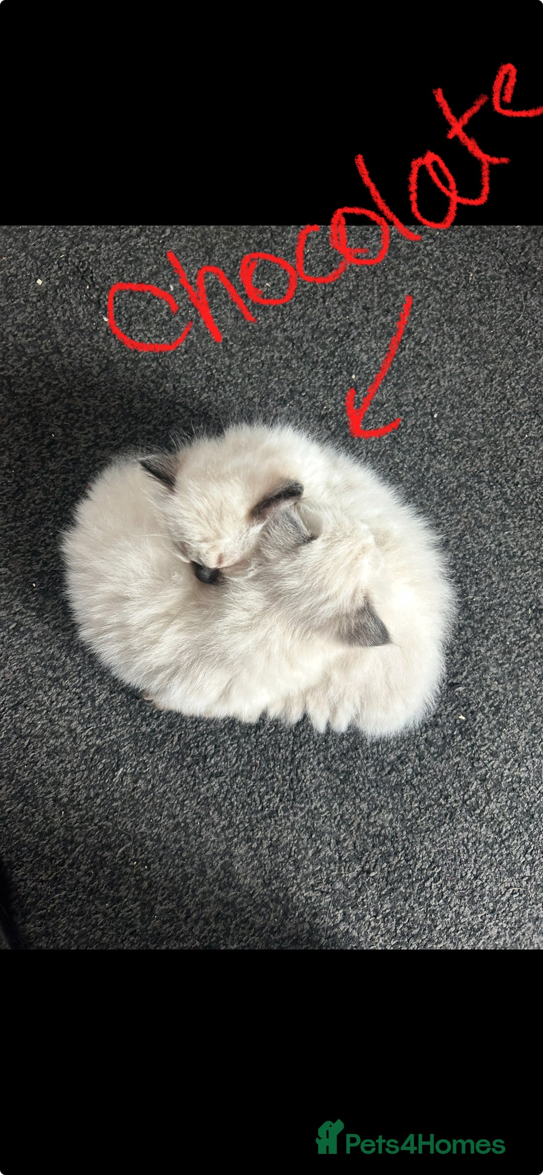 Ragdoll cats for sale: Ragdoll kittens - male - Advert 27