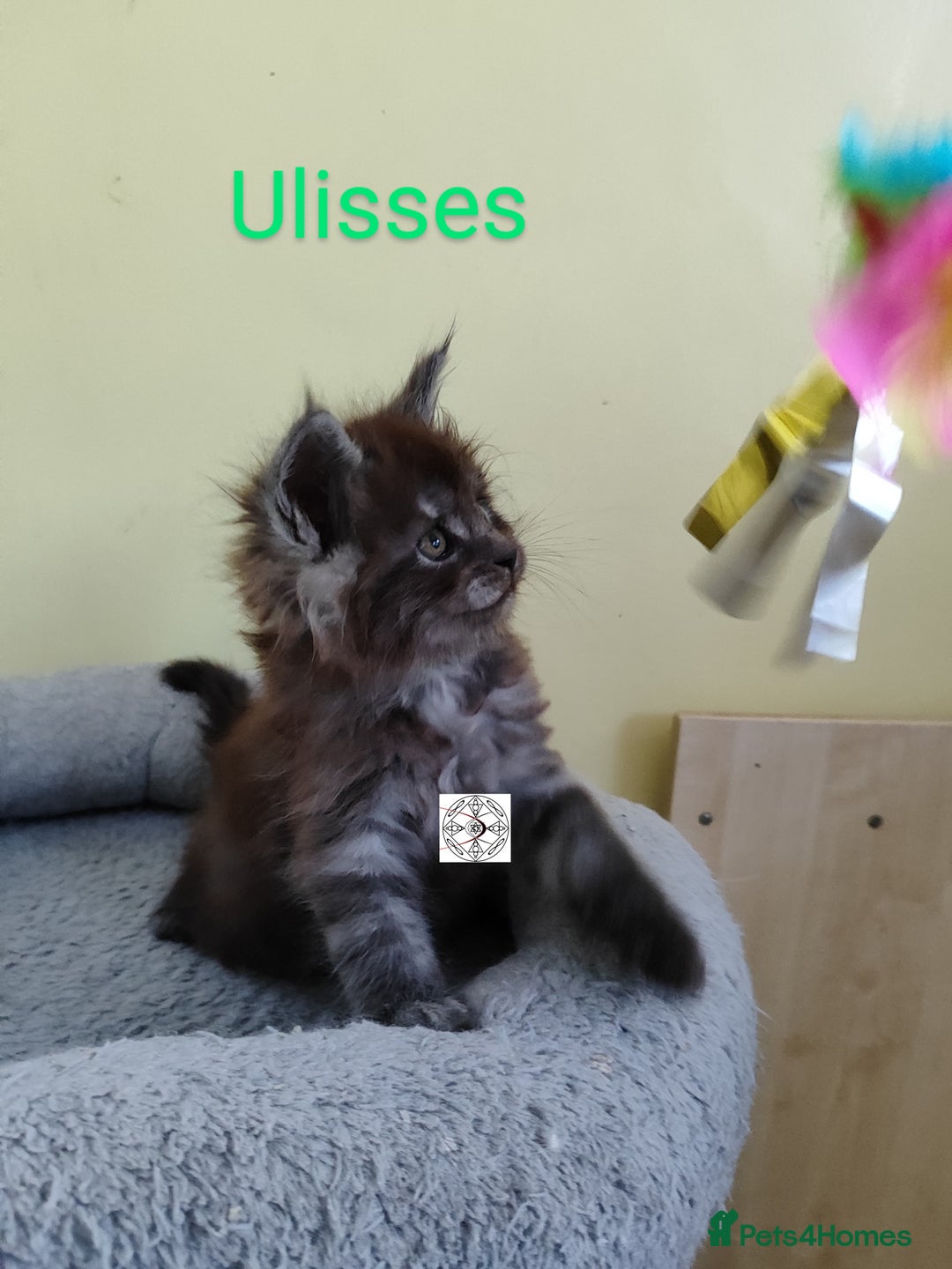 Maine Coon cats for sale: Absolutelly gorgeous kittens  - Image 20