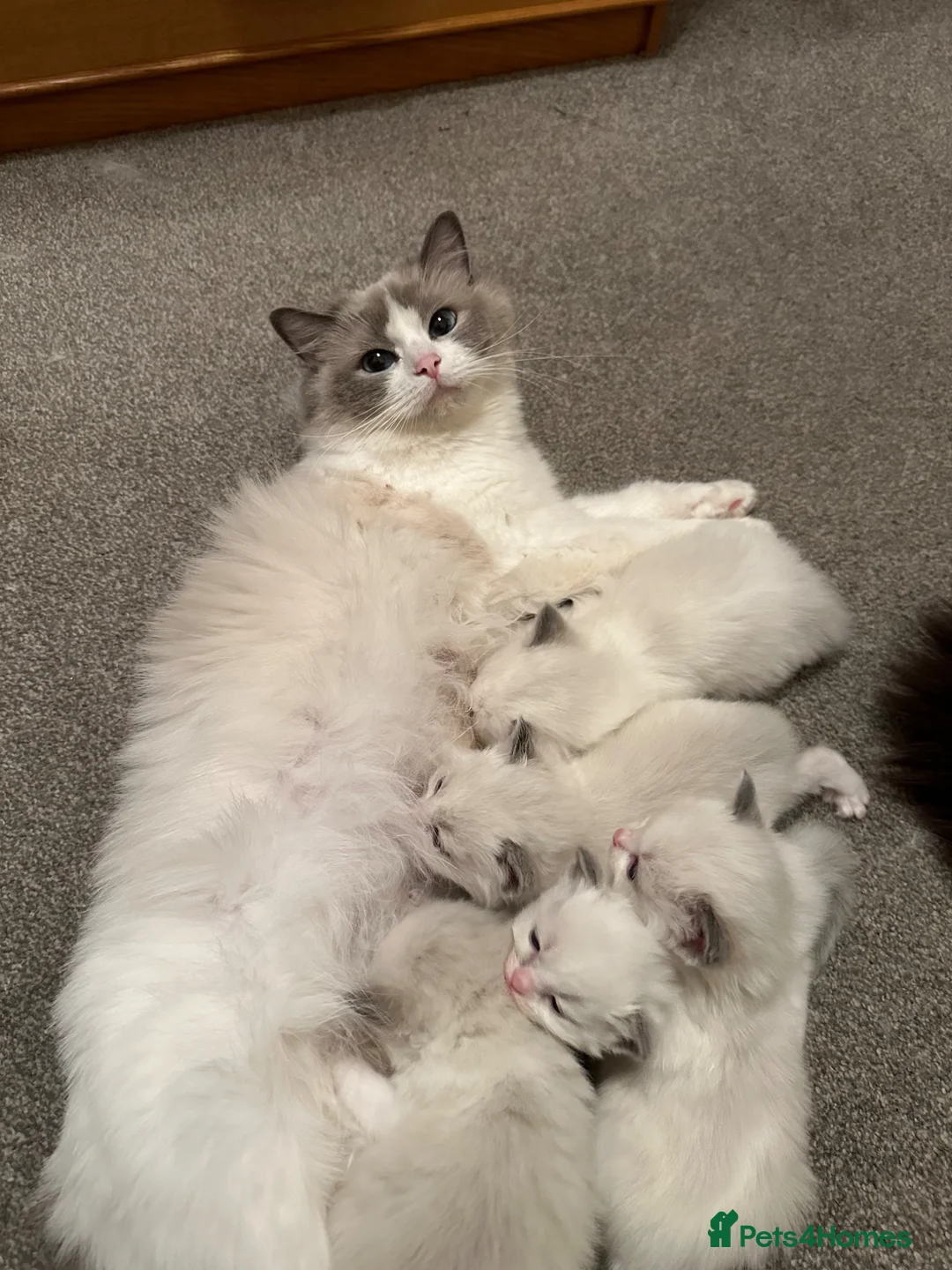 Ragdoll cats for sale:  One left ACTIVE CAT OR pet TICA Registered  - Advert 6
