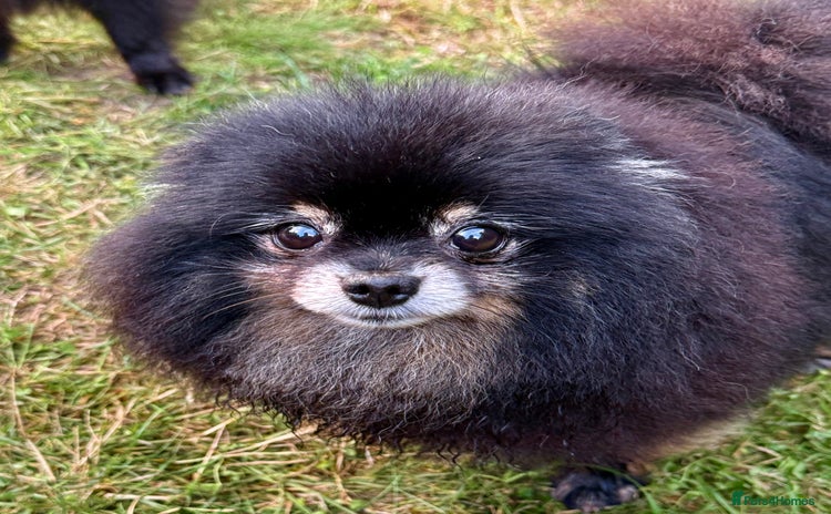 Pomeranian dogs - Advert 3