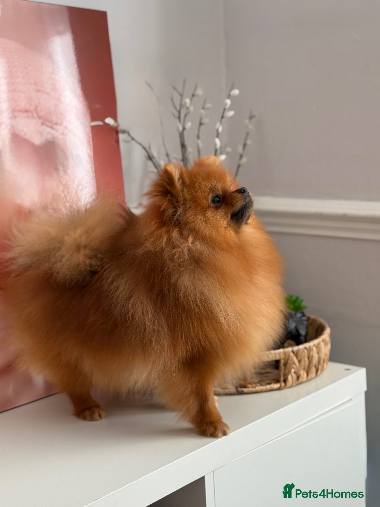 Pomeranian dogs Quality Small Teddy Bear Pomeranian for Stud KC - Advert 4