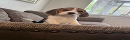 Beagle dogs for sale: Exceptional KC Beagle puppies  - Advert 7