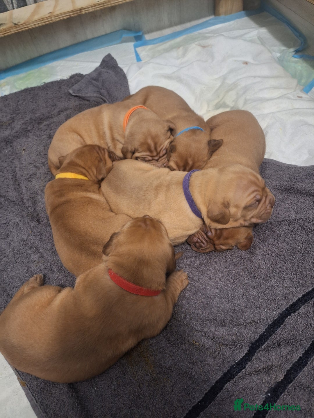 Dogue De Bordeaux dogs for sale: Dogue De Bordeaux Puppies-Champion Bloodlines - Image 6