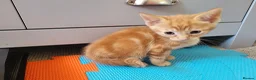 Mixed Breed cats for sale: Ginger Boy Kitten - Advert 5