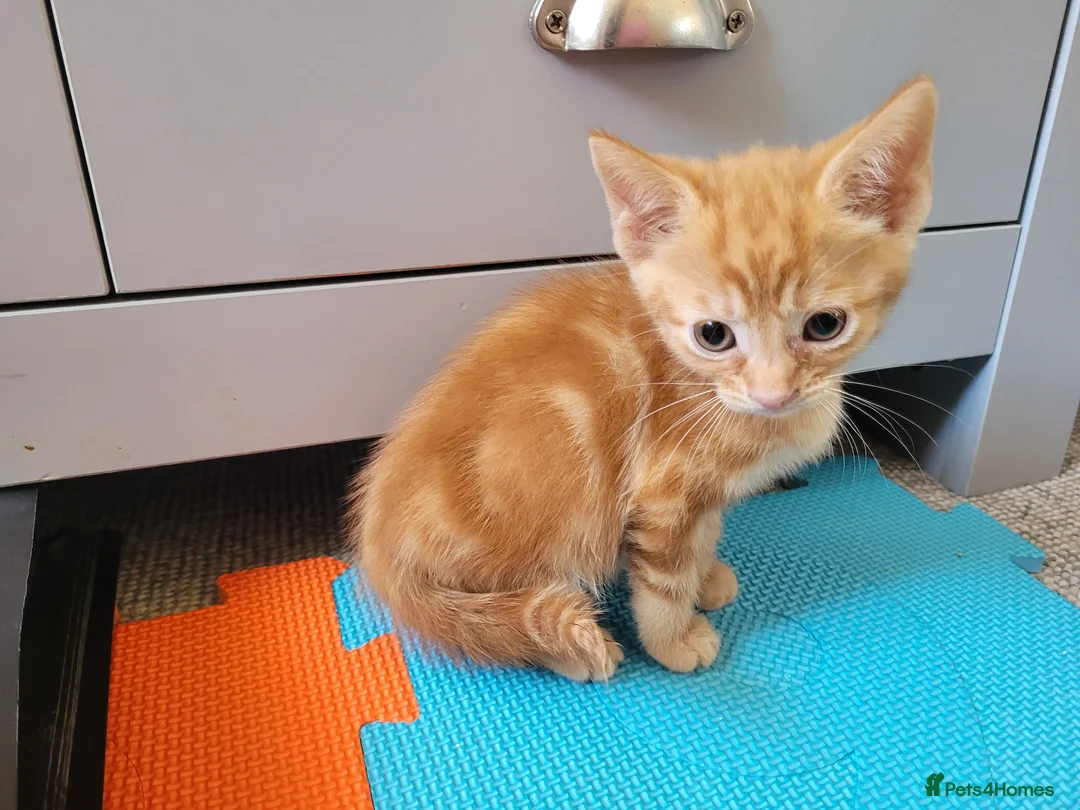 Mixed Breed cats for sale: Ginger Boy Kitten - Advert 5