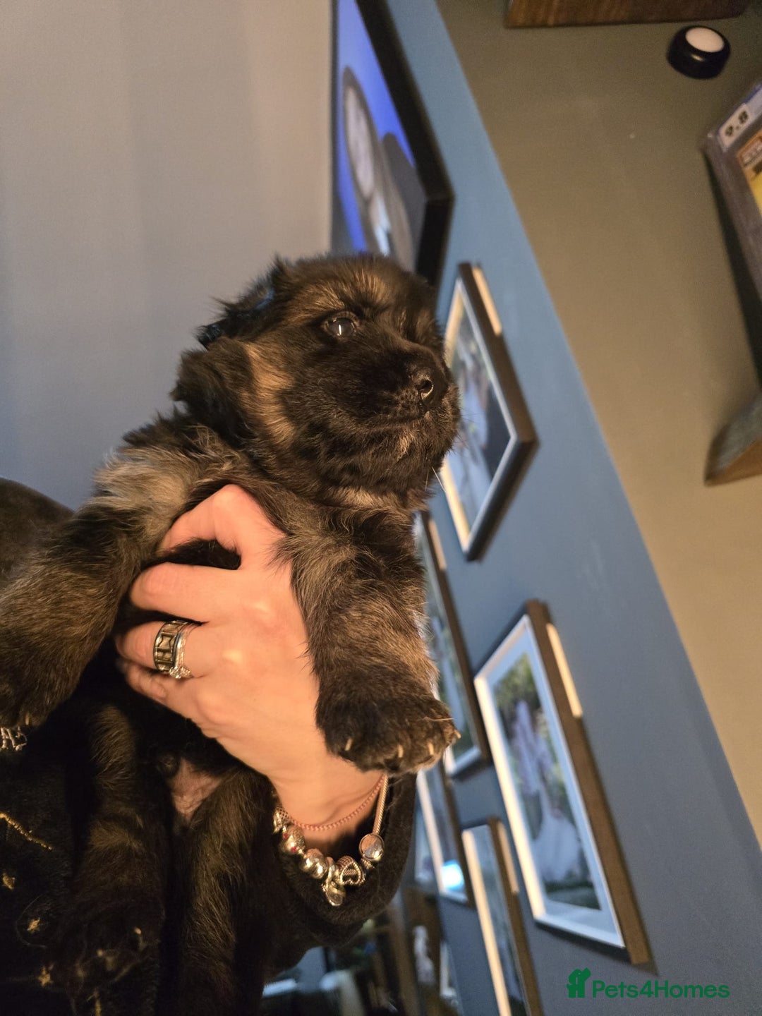 German Shepherd dogs for sale: READY TO LEAVE 3 LITTLE GSD GIRLS - Advert 23