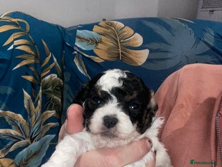 Cavapoo dogs Beautiful toy Cavapoos experienced 5 star licensed - Advert 8