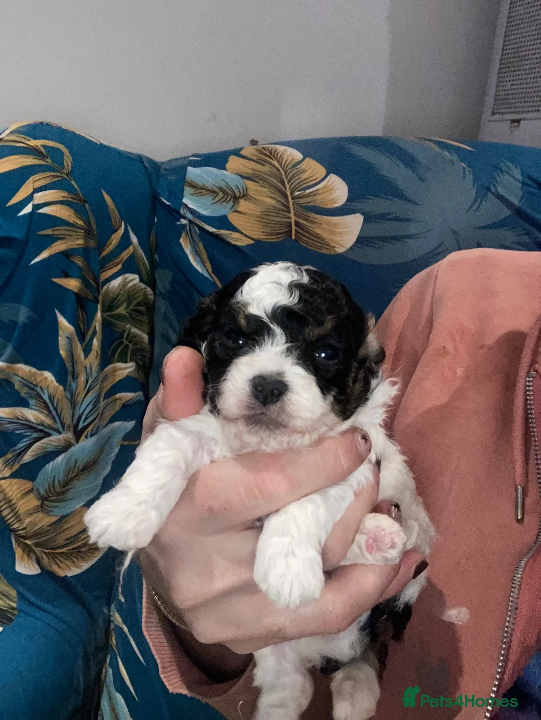 Cavapoo dogs for sale: Toy cavapoo WAITING LIST - Advert 6