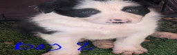 Border Collie dogs for sale: Border collie puppies  in Halifax - Advert 14