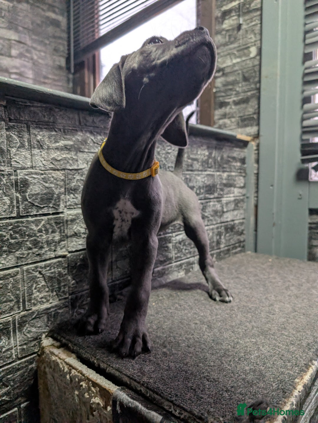 Cane Corso dogs for sale: Cane corso puppies  - Advert 16