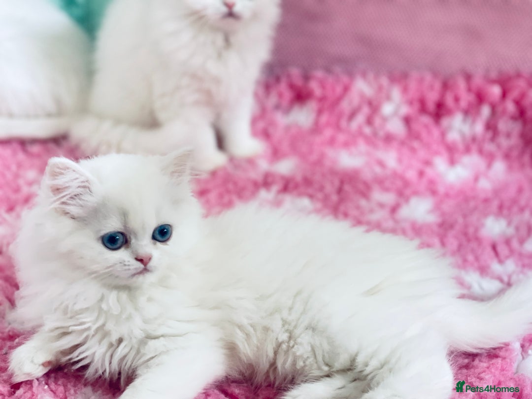 Persian cats for sale: Pure White Persian Girls BLUE EYES & full hearing - Image 19