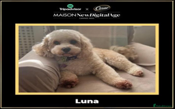 Mixed Breed dogs for sale: Malton Puppies - Image 5