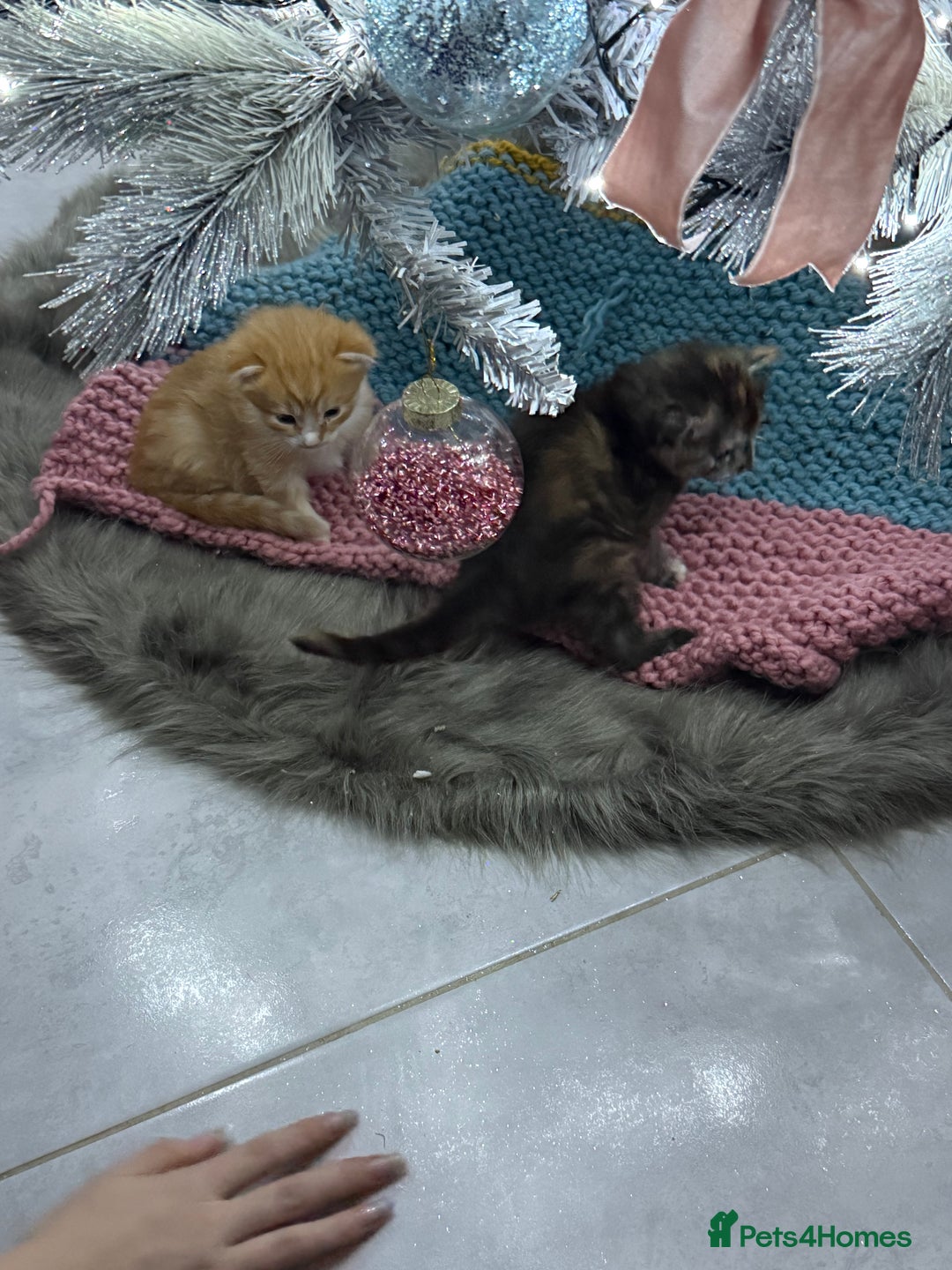 Mixed Breed cats for sale: Ginger Boy Ready for New Home  - Advert 3