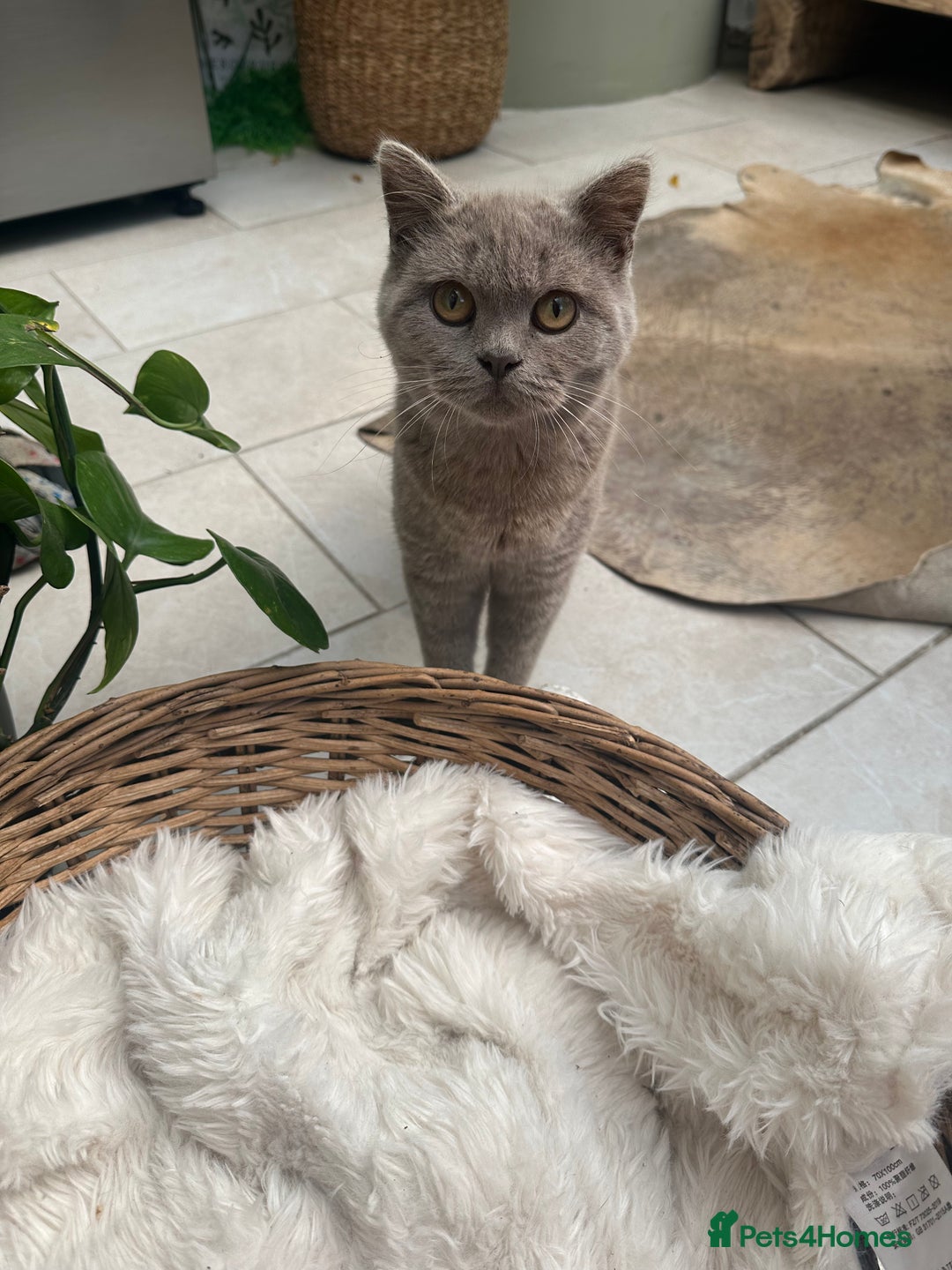 British Shorthair cats for sale: Beautiful lilac shorthair boy  - Image 3