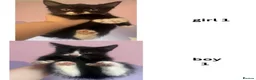Mixed Breed cats for sale: Sweet kittens need loving homes - Advert 2