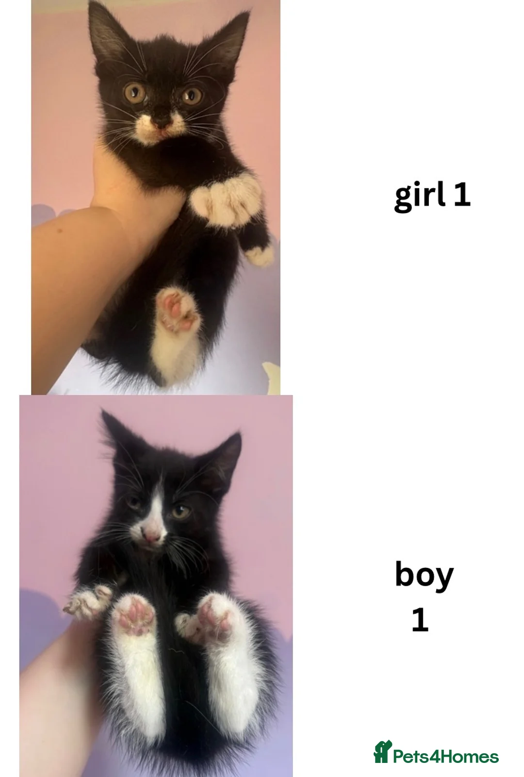 Mixed Breed cats for sale: Sweet kittens need loving homes - Advert 2