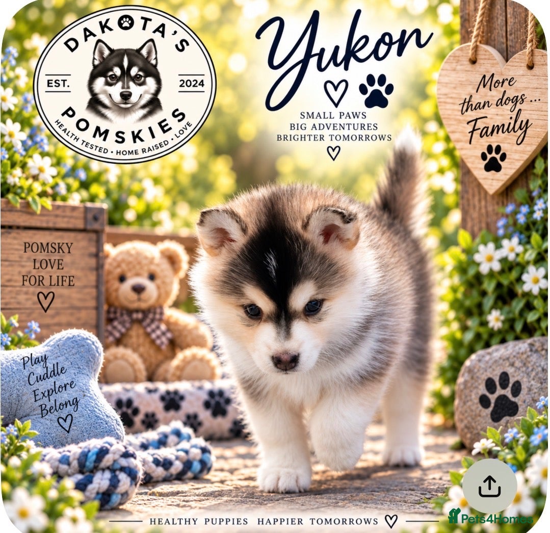 Pomsky dogs Stunning F3 Pomsky Puppies - Advert 2