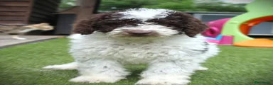 Cockapoo Puppy 1