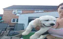 Golden Retriever dogs for sale: Golden retriever chunky pups  - Image 10
