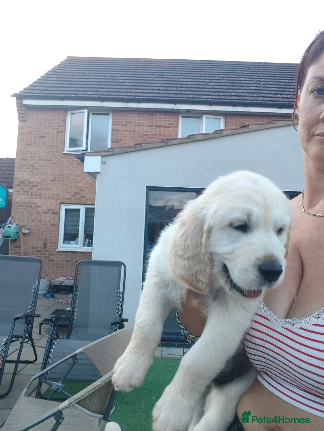 Golden Retriever dogs for sale: Golden retriever chunky pups  - Image 10