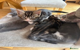 Domestic Shorthair cats for sale: 🤩🤩 6 beautiful babies 🤩🤩 - Image 19