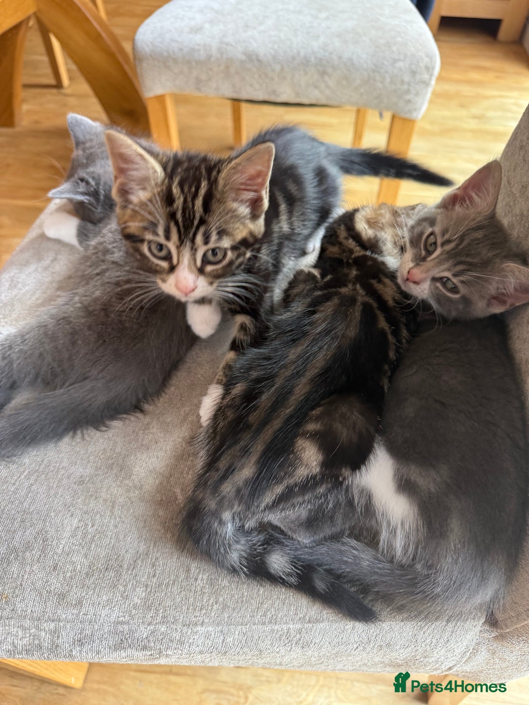 Domestic Shorthair cats for sale: 🤩🤩 6 beautiful babies 🤩🤩 - Image 19