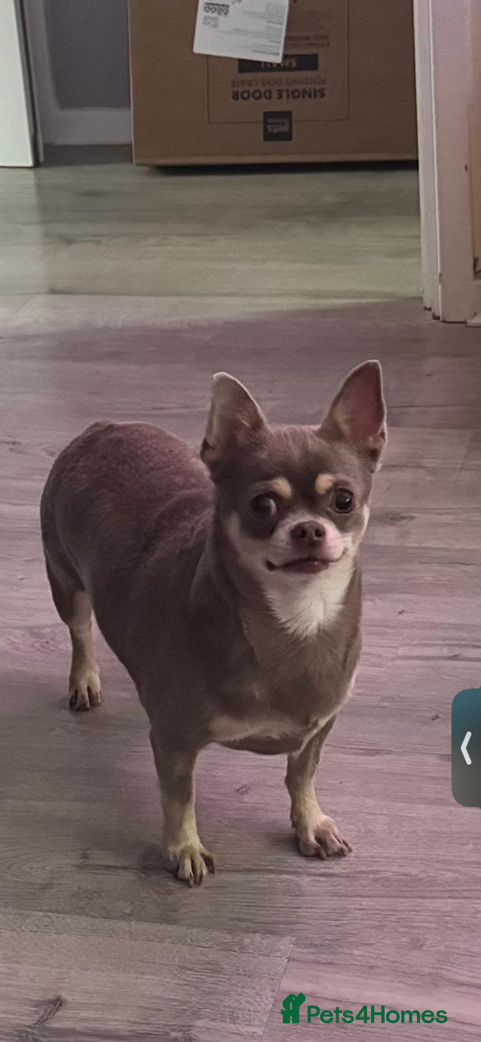 Chihuahua dogs 5 year old Chihuahua - Advert 1