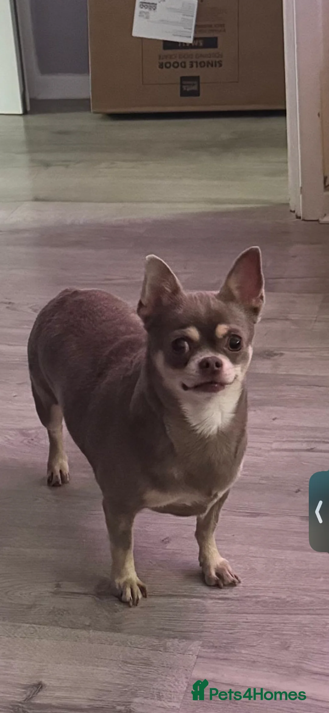 Chihuahua dogs for sale: 5 year old Chihuahua - Advert 1