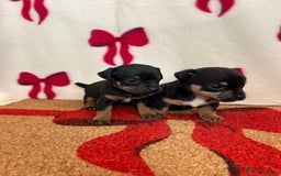 Jack Russell dogs for sale: Short legged true to type Jack Russell Puppies  - Image 8