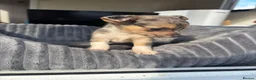 Jack Russell dogs for sale: 🐾 Beautiful Jack Russell Merle Puppy 🐾 - Advert 3