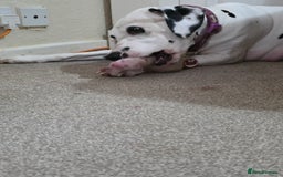 Dalmatian dogs for sale: 100% DALMATIAN LITTER - Image 13