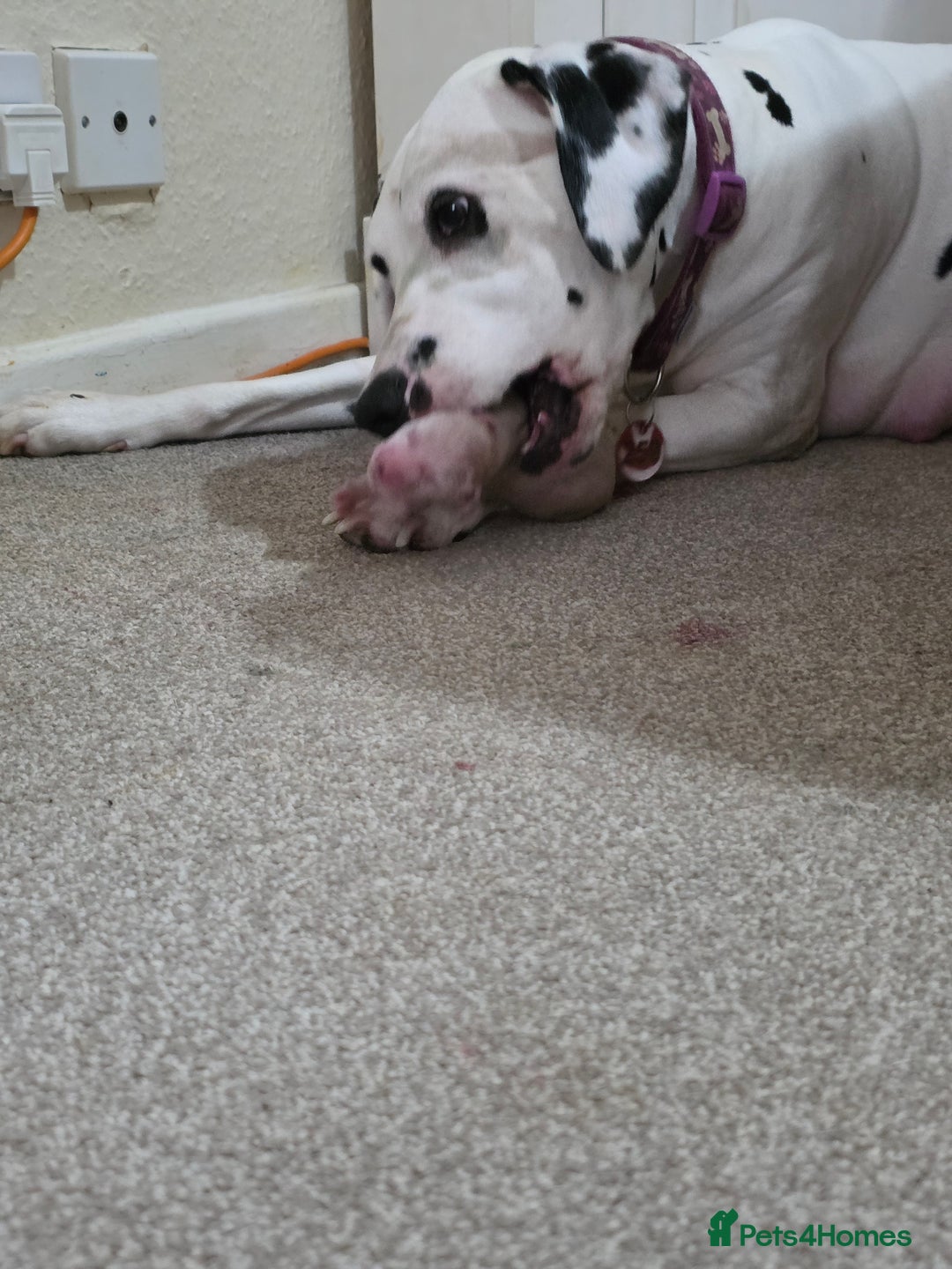 Dalmatian dogs for sale: 100% DALMATIAN LITTER - Image 13