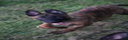 Belgian Shepherd Dog dogs for sale: Pups from world champion CHANCE - Advert 19