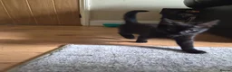 Mixed Breed cats for sale: Beautiful boy kitten  - Advert 3