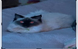 Ragdoll cats for sale: Ragdoll - Image 1