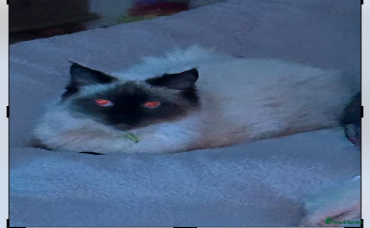 Ragdoll cats - Advert 2