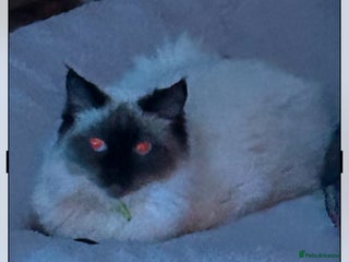 Ragdoll cats Ragdoll - Advert 1