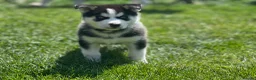Siberian Husky dogs for sale: Beautiful Husky Puppies in Wells - Advert 30