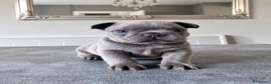 French Bulldog 1