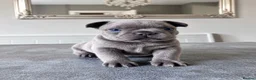 French Bulldog dogs for sale: 🐾 Beautiful French Bulldog Puppies 🐾 - Advert 6