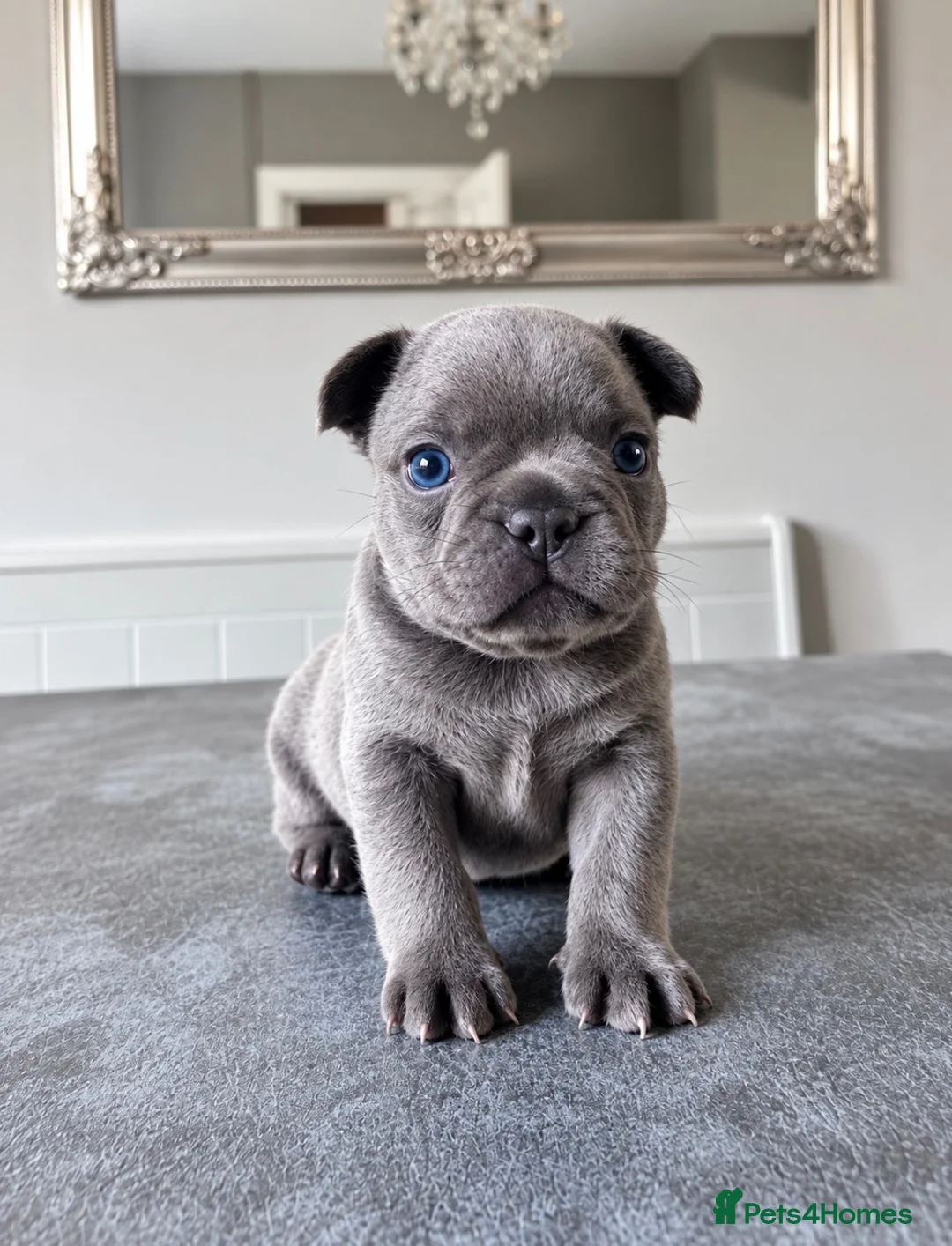 French Bulldog dogs for sale: 🐾 Beautiful French Bulldog Puppies 🐾 - Advert 6