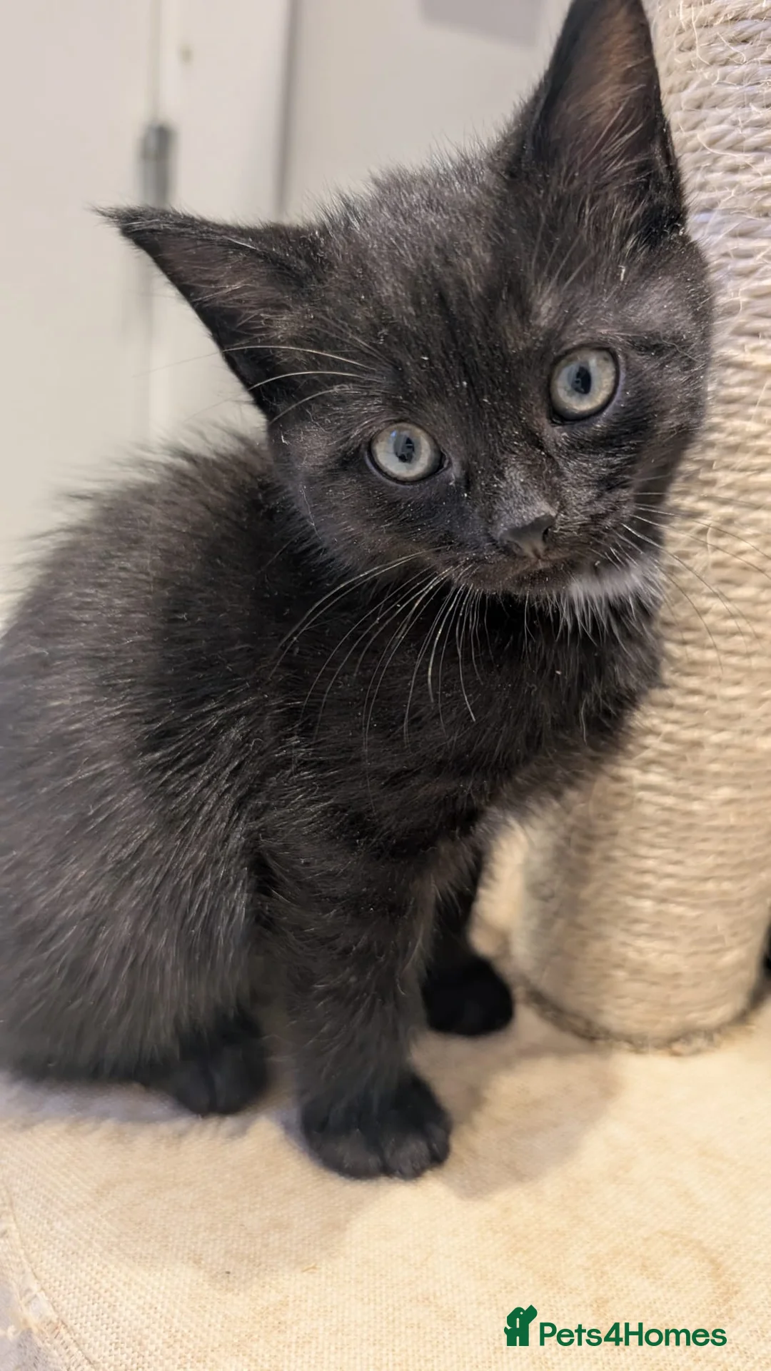 Mixed Breed cats for sale: 4 kittens ready for a new home - Advert 5